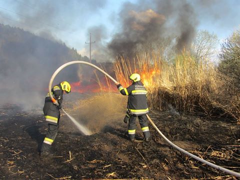 Elefantengrasbrand Ledenitzen